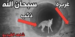 فيديو نادر سبحان الله ذئب يساعد حيوان الأغريرة في عبور النفق في كاليفورنيا