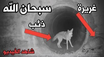 فيديو نادر سبحان الله ذئب يساعد حيوان الأغريرة في عبور النفق في كاليفورنيا