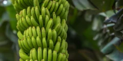 مولد الصور Nano Banana AI من جوجل أصبح متاحاً على محرك البحث