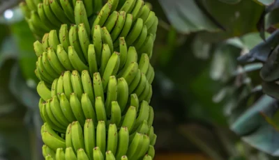 مولد الصور Nano Banana AI من جوجل أصبح متاحاً على محرك البحث