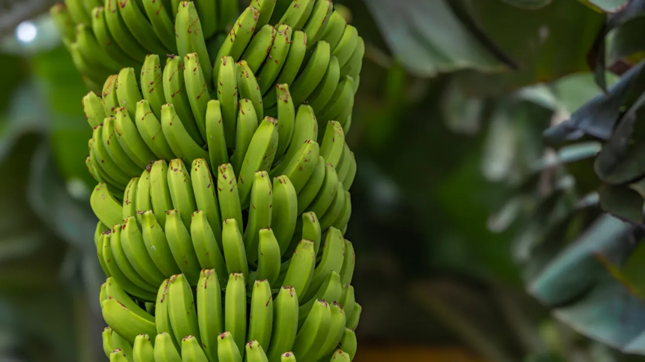 مولد الصور Nano Banana AI من جوجل أصبح متاحاً على محرك البحث